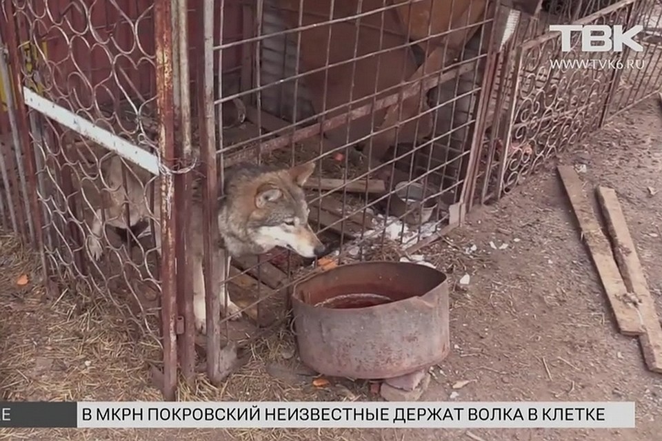 В Красноярске в клетке обнаружили волка рядом с алабаями. Фото: ТВК Красноярск