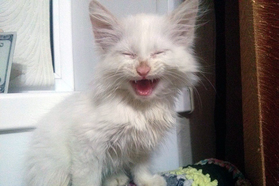 Смеющийся котенок из Копейска. Фото: Евгения Устинова, соцсети.