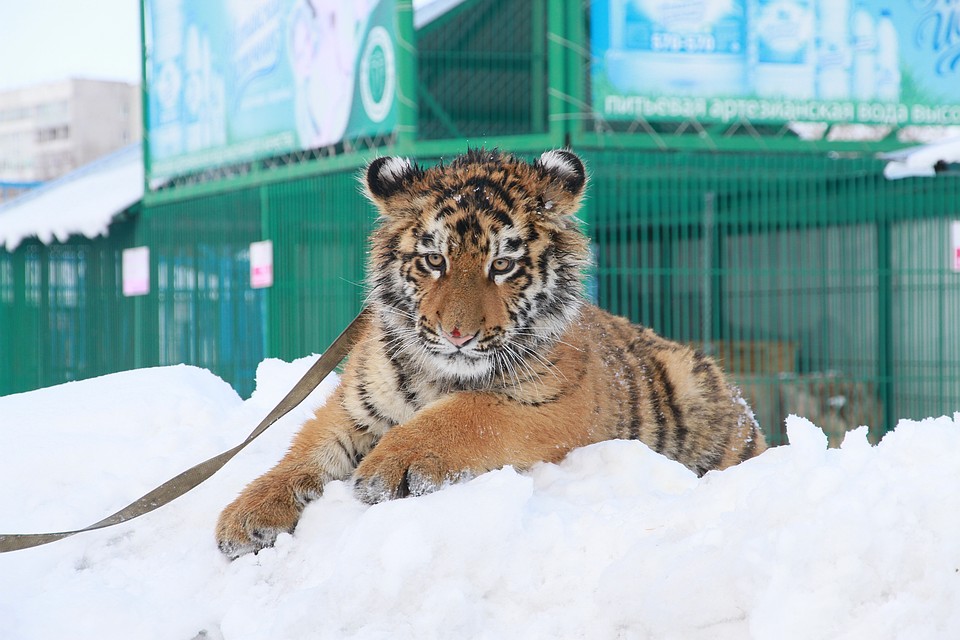 Барнаульский зоопарк