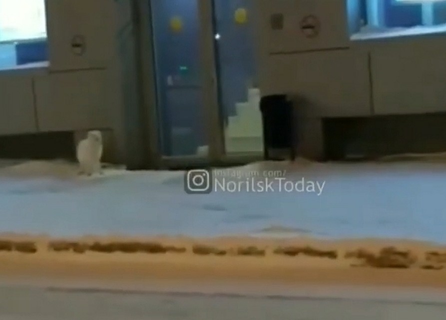 Песец пришел. Норильск Фото: стопкадр с видео