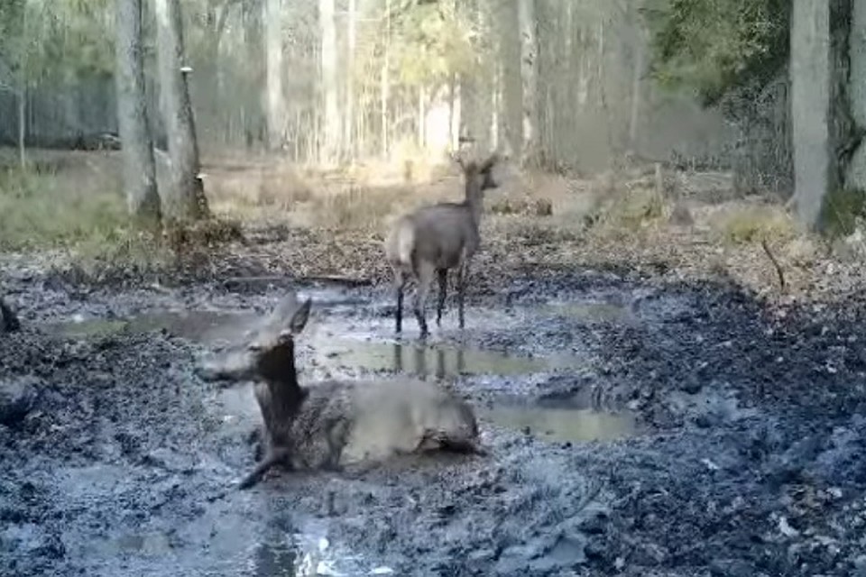 Валяние в грязи для оленей сродни гигиеническим процедурам. Фото: стоп-кадр.