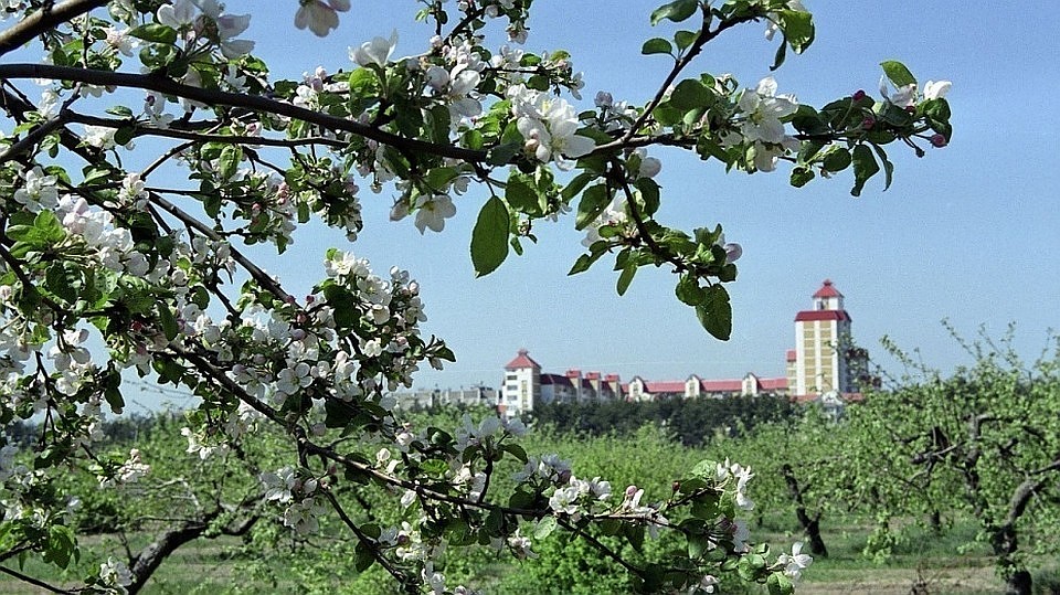 Старым яблоням, похоже, осталось жить совсем недолго.