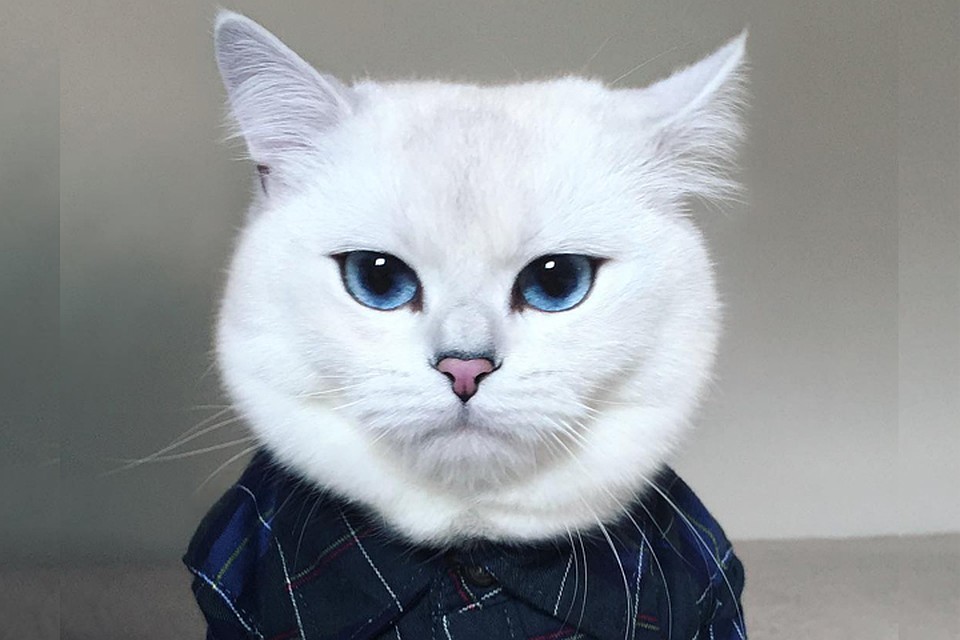 Красавчик Коби. Фото: instagram.com/cobythecat/