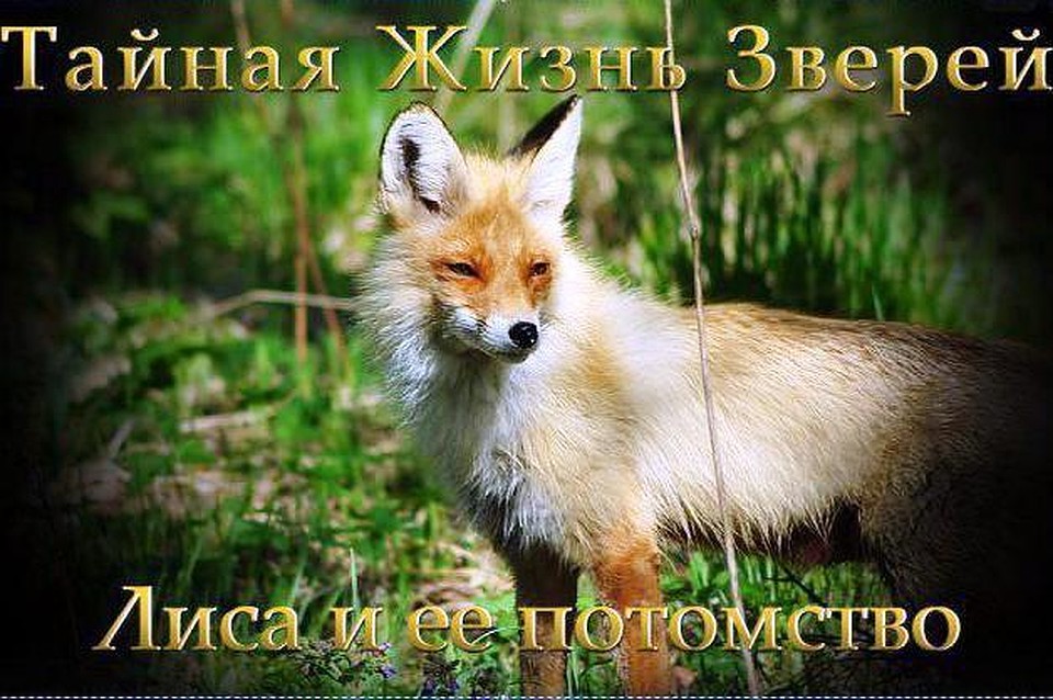 Лиса из национального парка "Зюраткуль" стала звездой нового документального фильма. Фото: группа "Национальный-Парк Зюраткуль" vk.com