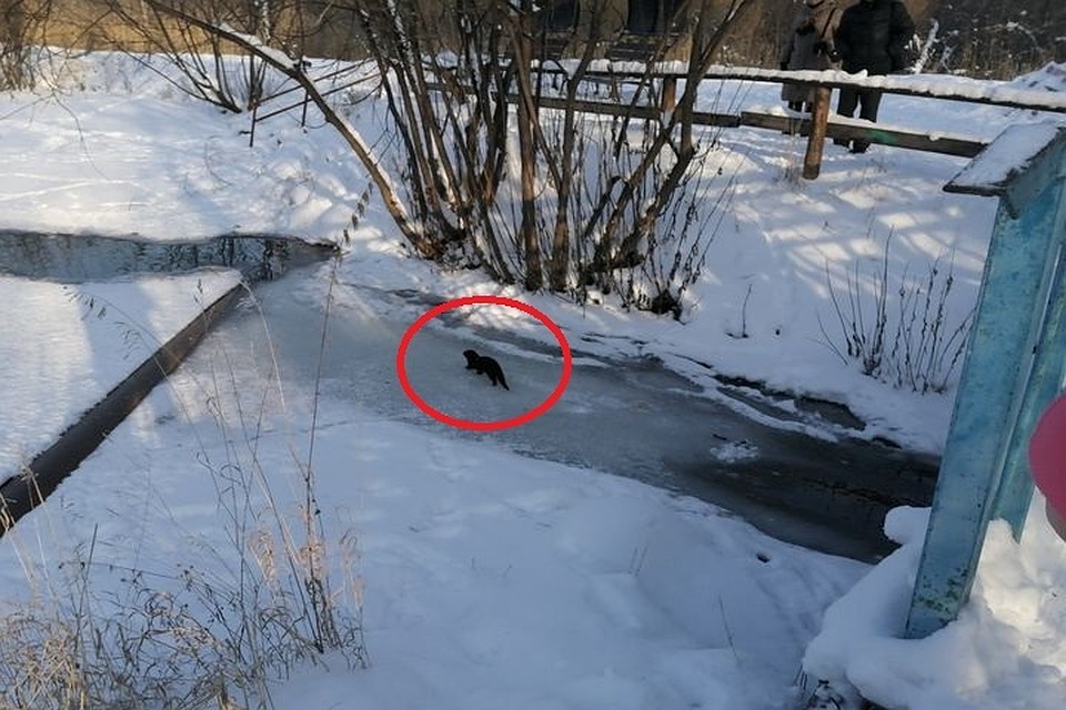 Сибирячка сфотографировала на Утиной заводи в микрорайоне Шлюз маленького зверька, похожего на хорька или норку. Фото: читатель КП-Новосибирск