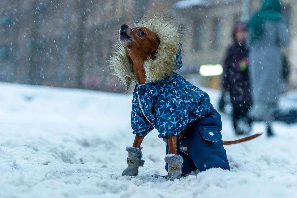 На неделе город снова засыплет снегом.