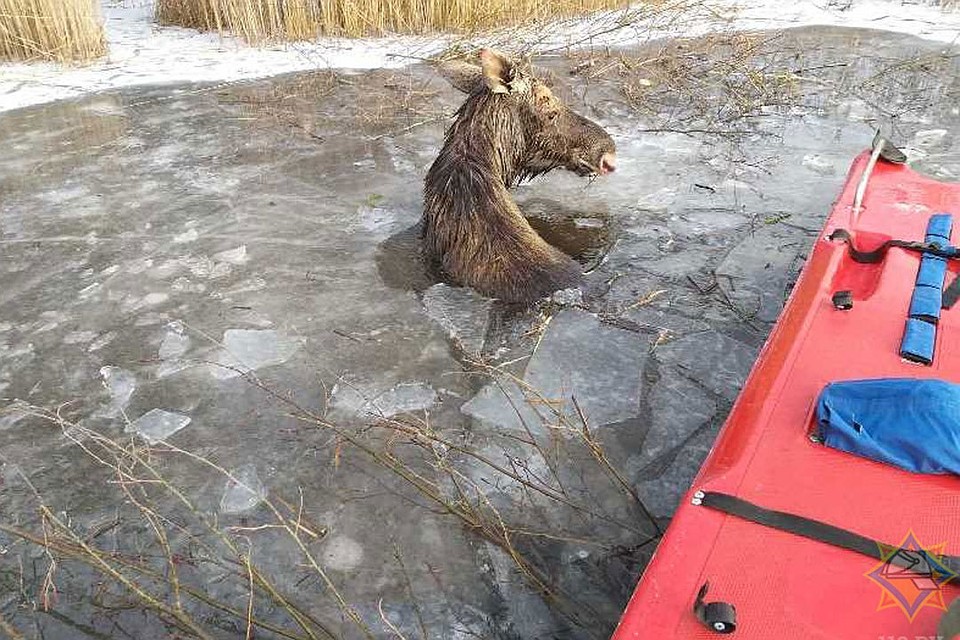 Лось оказался под водой. Фото: mchs.gov.by