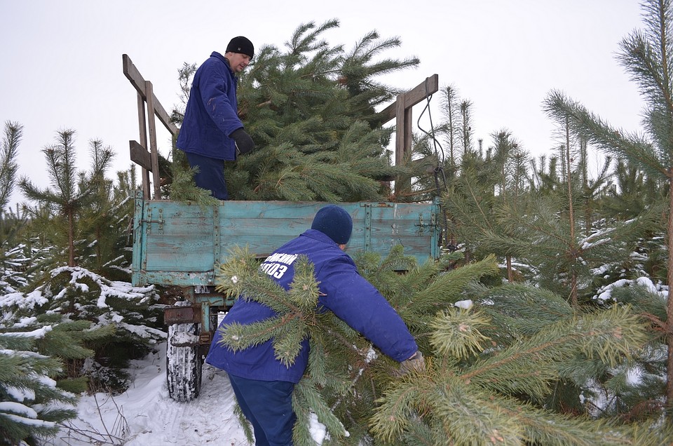 Лесники отбирают лучшие деревца на новогодних плантациях