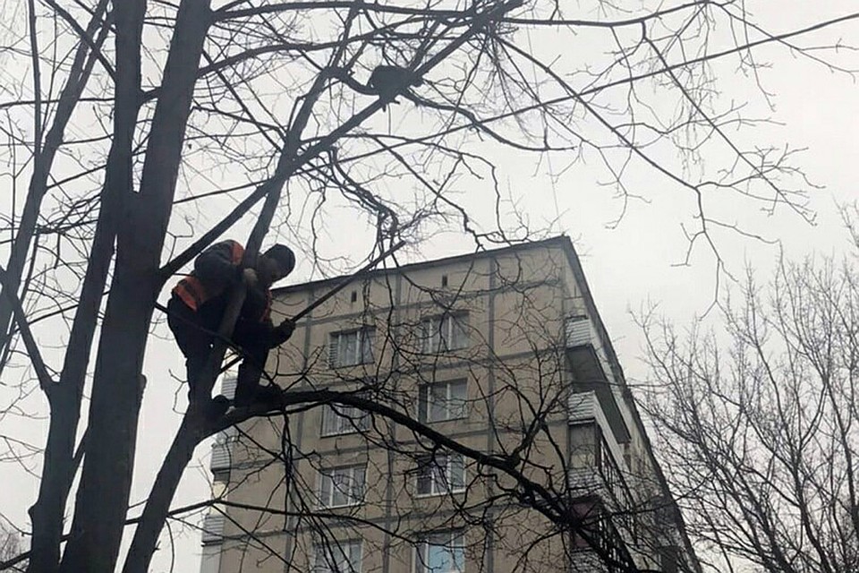 Дворник снял с дерева кота, который просидел там трое суток.