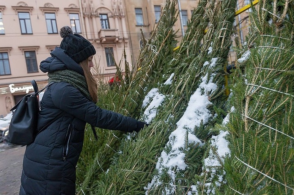 Покупать ёлки лучше в установленных местах
