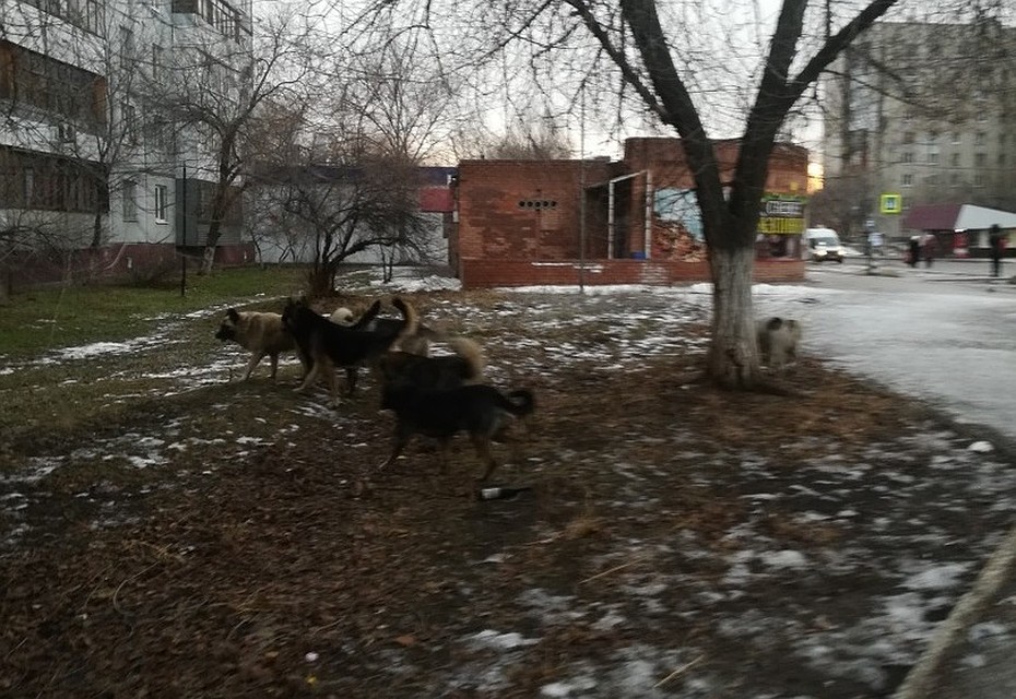 Тольяттинцы уже вторую неделю просят чиновников решить вопрос с отловом бездомных собак