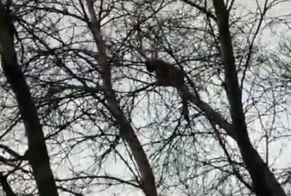 Раненое животное забралось на дерево, но людям не составило большого труда спустить его вниз. Хищник дезориентирован и не проявляет агрессии.