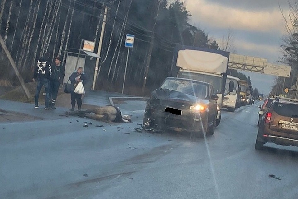 Лошадь сбили насмерть на Красносельском шоссе в Петербурге