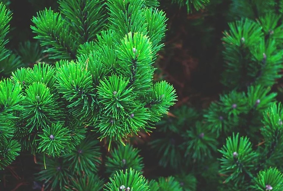 Тюменцы массово выкидывают новогодние ели. Фото - pixabay.com.