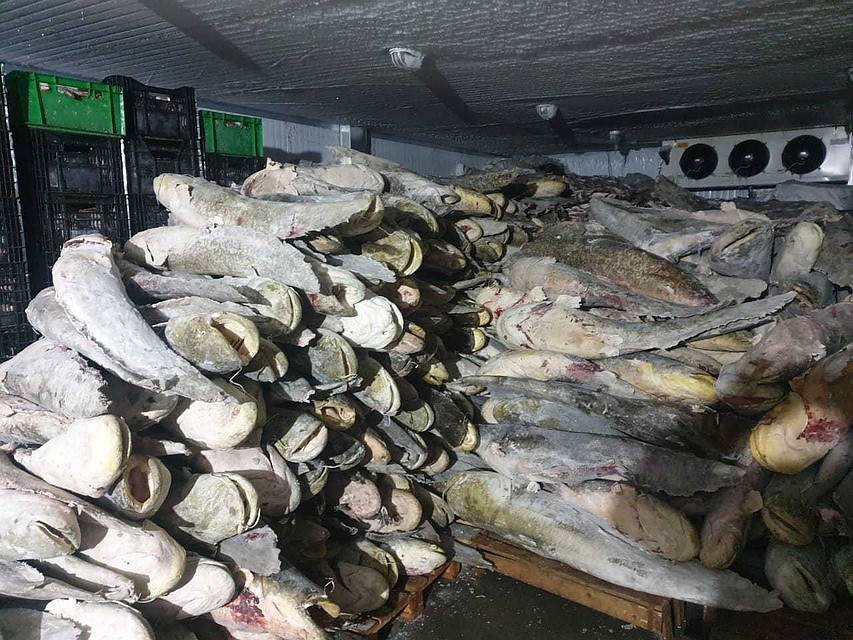 Рыбу везли через всю страну. Фото: УФСБ по Астраханской области.