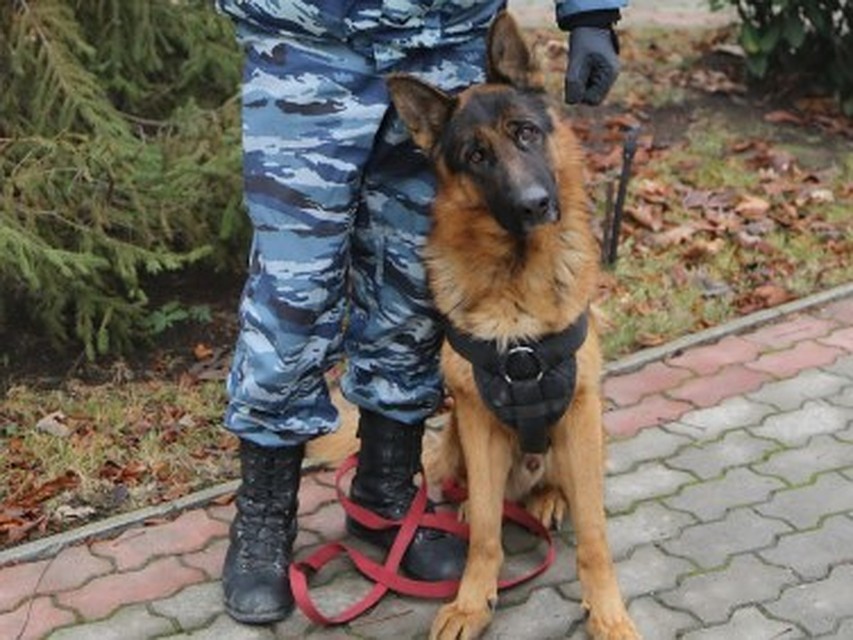 Фото: Пресс-служба МВД по РК