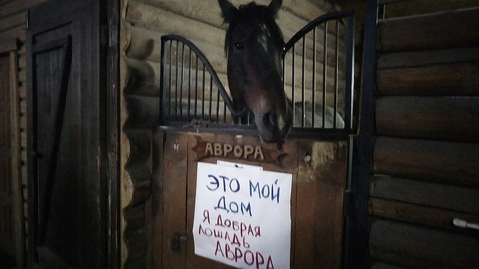 Лошади стали заложниками конфликтной ситуации.