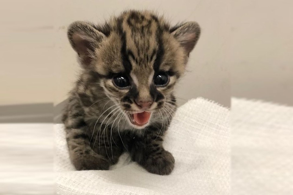 Котенок чувствует себя отлично. Фото: новосибирский зоопарк/ В. Габов.