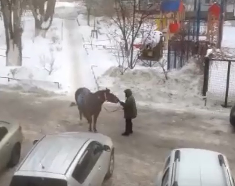 Лошадь проявила завидное упрямство и все-таки убедило хозяина пойти другой дорогой