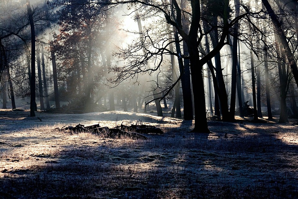 Фото: pixabay.com