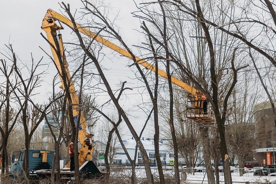 В Тюмени обрезают деревья, стоящие вдоль дорог. Фото - "ЛесПаркХоз".