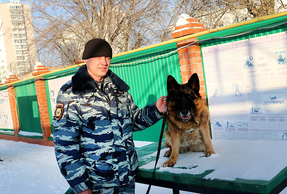 В Тюмени служебная овчарка поселилась дома у напарника после выхода на пенсию. Фото - УМВД по Тюменской области.