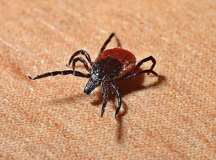 Фото: pixabay.com.