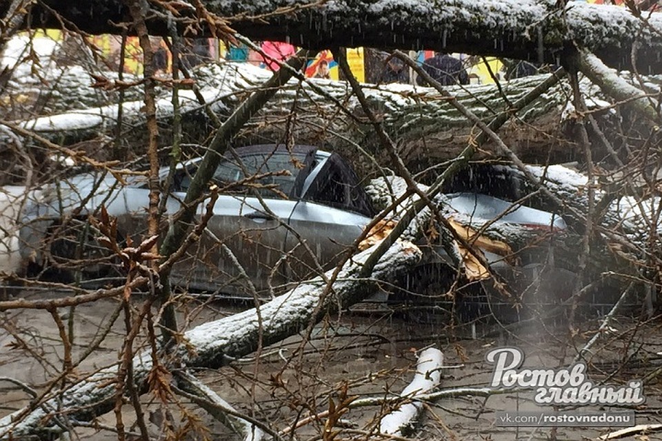 Дерево помяло пять автомобилей. Фото: vk.com "Ростов Главный"