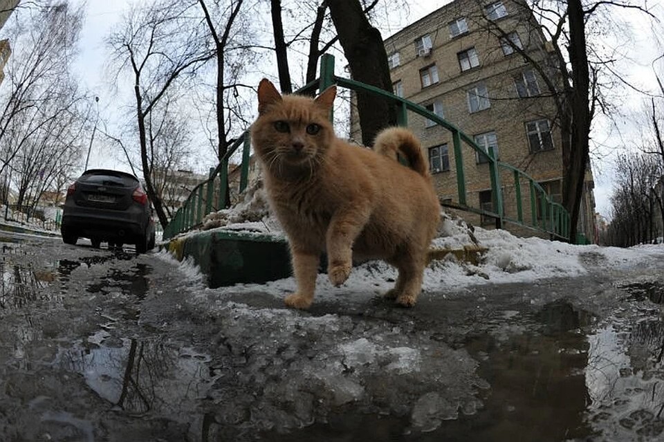 Серьезного снега в регионе не ожидается.