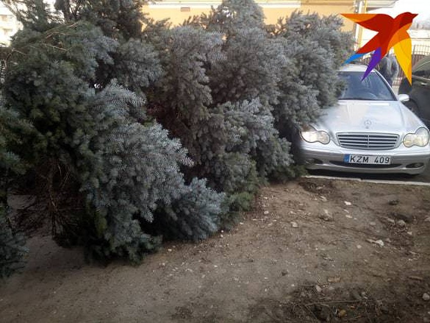 Дерево упало на Мерседес.
