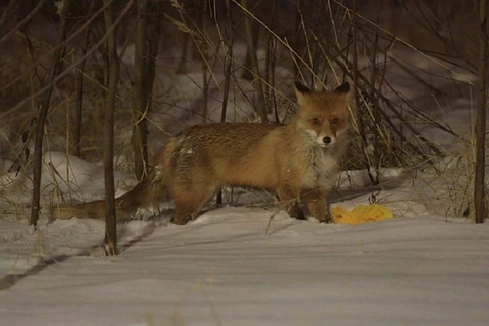 Раньше лиса появлялась ночью. Фото: ЧП Чусовой