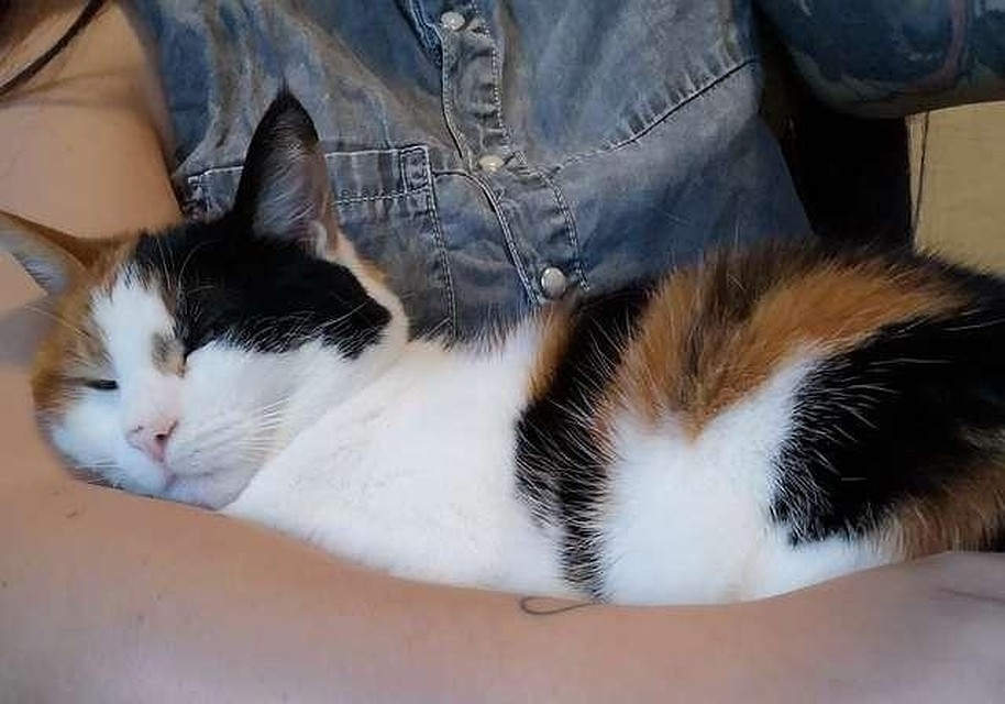 «Поддельные колени» обманули кошку, которая хотела бесконечно лежать на ногах своих хозяев