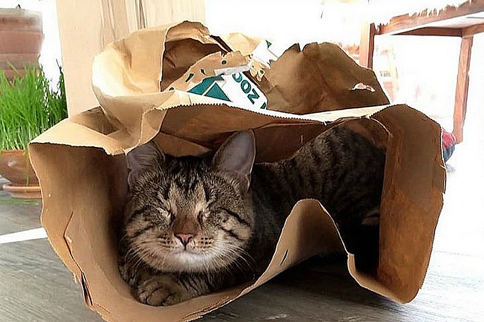 Из худенького бездомного котенка - в красивого кота-иностранца!