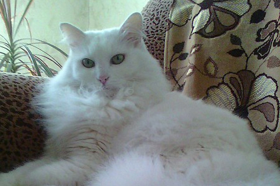 кошка Тима