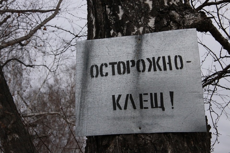 Клещи встречаются на всей территории области
