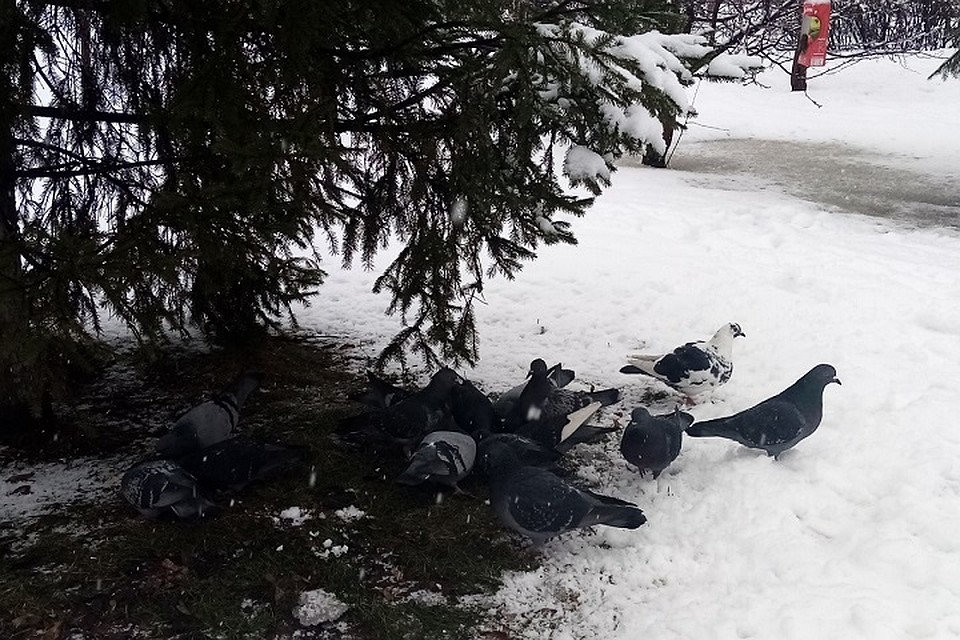 Погода в Югре 21 марта: ожидается похолодание