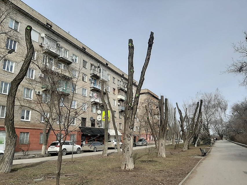 Вид дереьев после обрезки совсем не красит город.