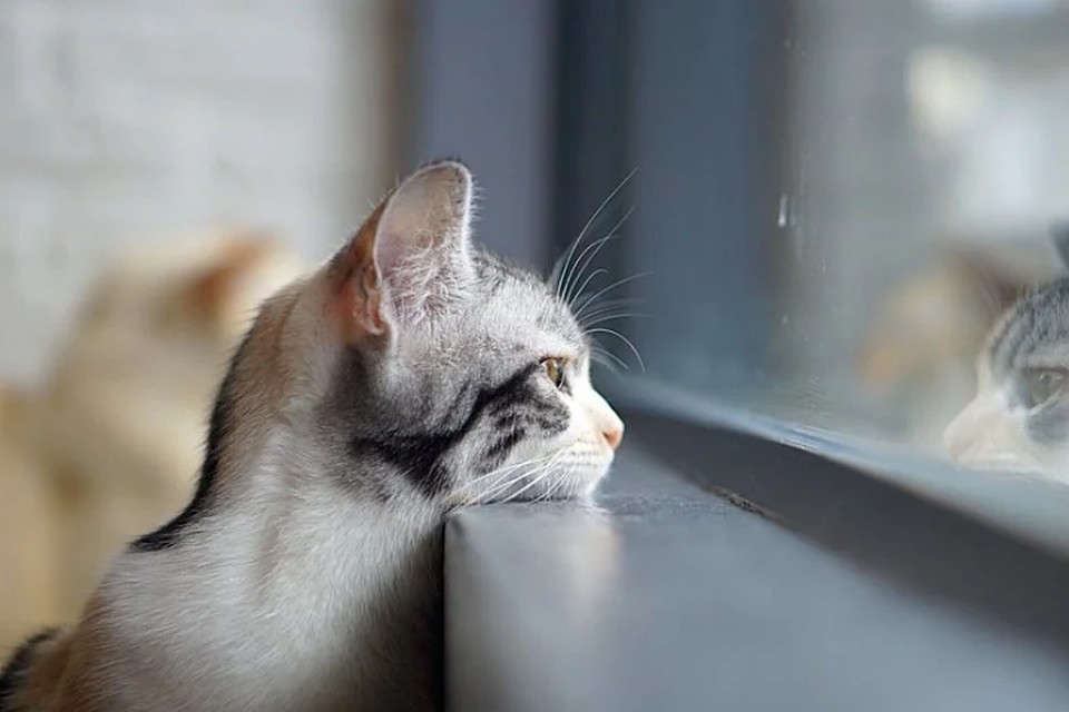 Сидите дома, как котики.