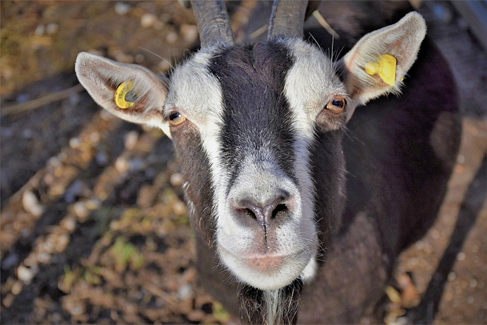 Фото: pixabay.com