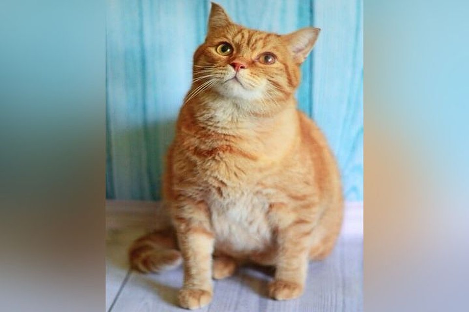 Кота с коронавирусом приютила семейная пара.