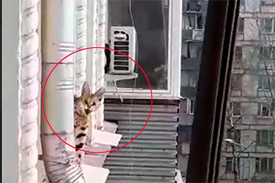 В Москве дикая кошка вырвалась на свободу.
