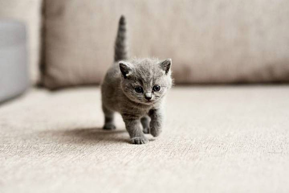 Первыми вымрут котята