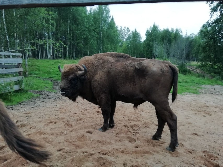 Самый большой зубр Смоленского Поозерья вернулся в зоопарк. Фото: паблик "Смоленское Поозерье" ВКонтакте.