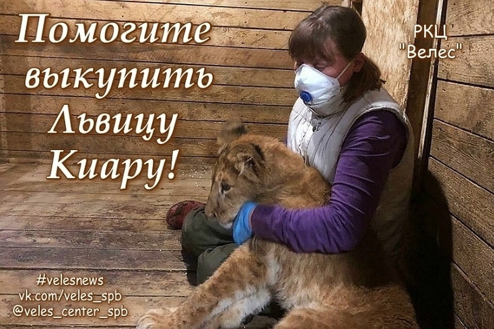 Центр "Велес" выкупает львицу, которую замучили прежние хозяева. Фото: instagram.com/veles_center_spb