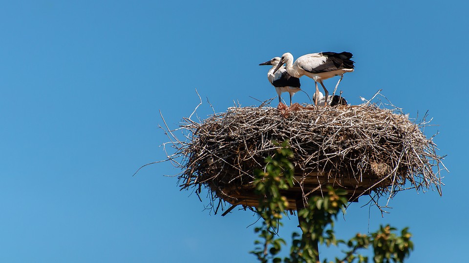 К осени можно ожидать настоящий аистиный «бэби-бум». Фото: shutterstock.com.