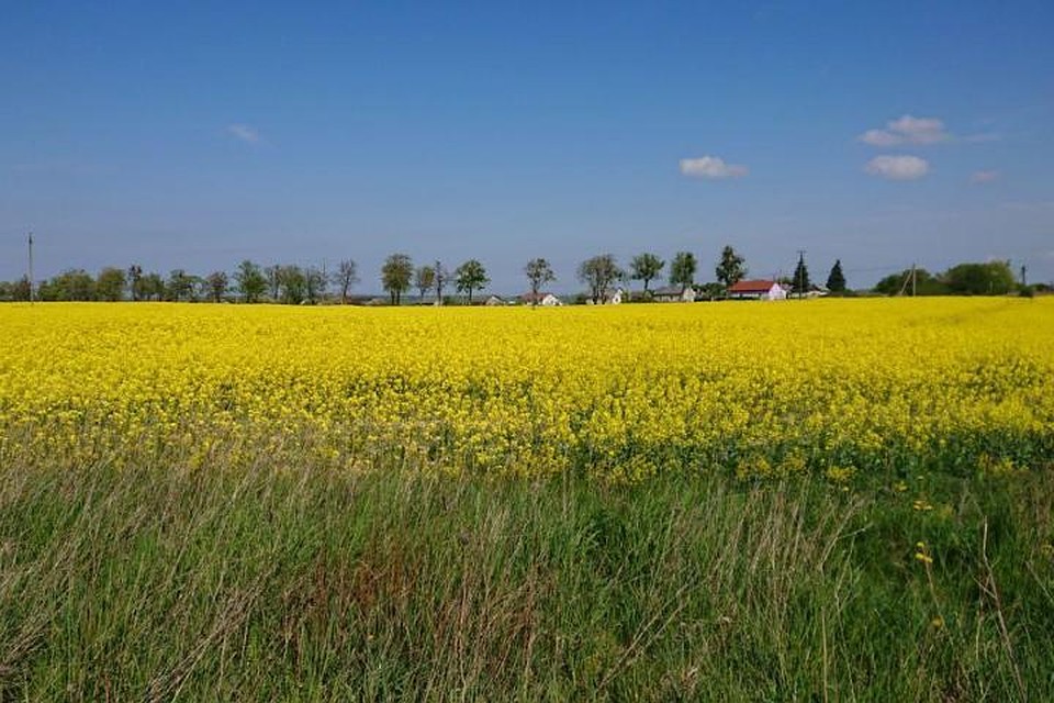 Рапсовое поле в окрестностях поселка Добрино.