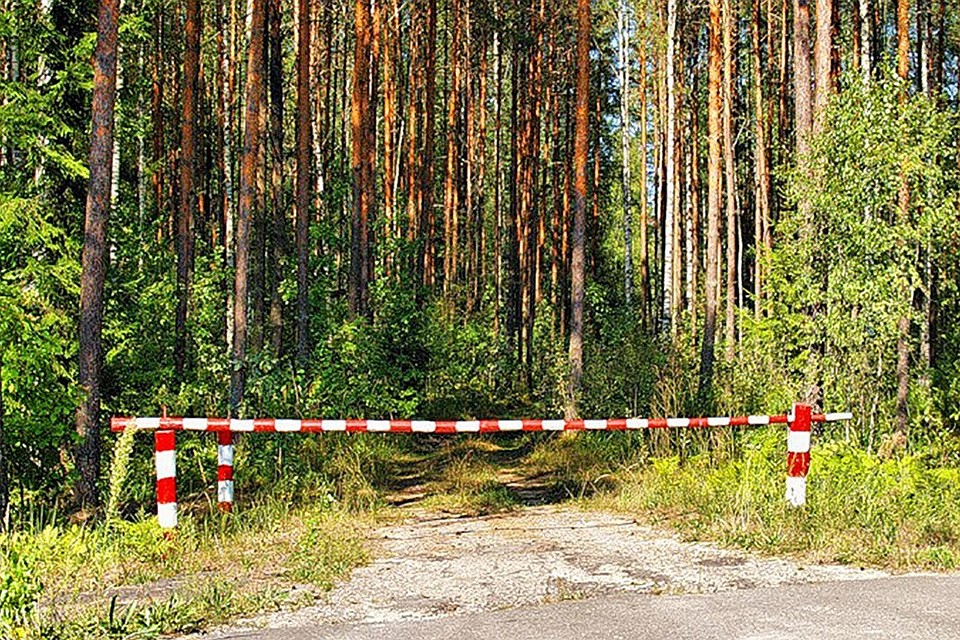 Запрет на посещение лесов действует в шести районах Беларуси. Фото: twitter.com
