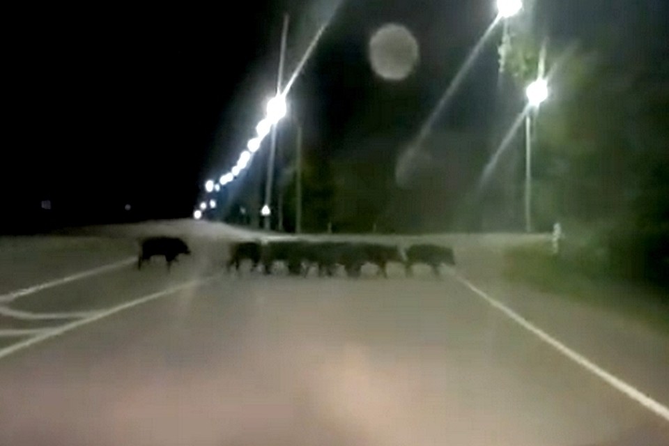 Скриншот с видео vk.com, "Белые Берега".