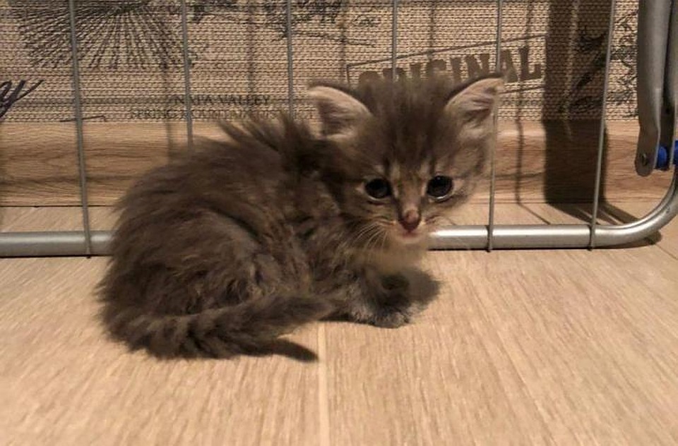 Котенок скончался на 4 день