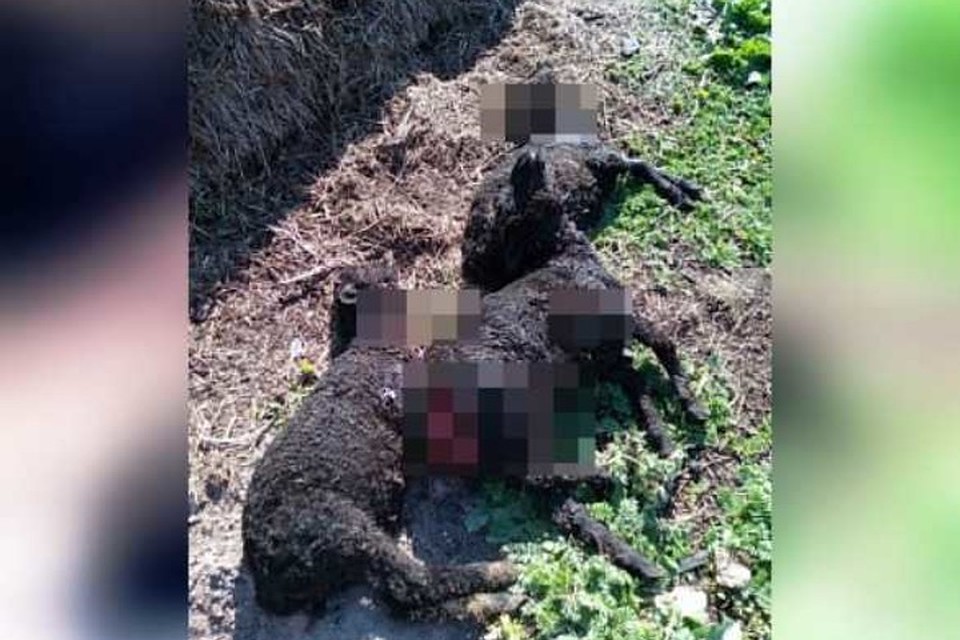 Фото: газета "Наши Киги"